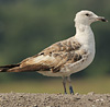 2cy intermedius in July, ringed in Norway. (114585 bytes)